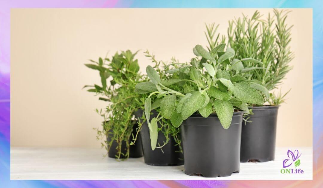 Най-полезните билки за отглеждане у дома